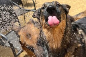 An Interactive Pet Memorial Story