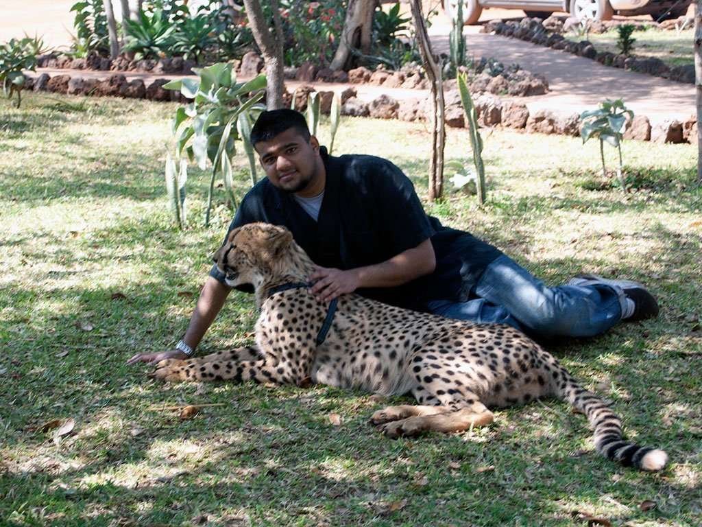 Lounging with the cheetah