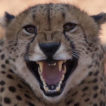 Cheetah