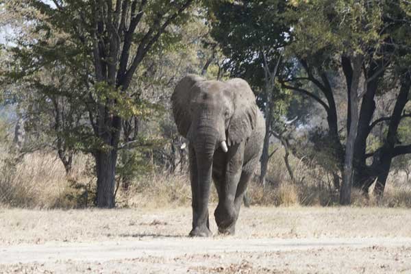 Charging elephant