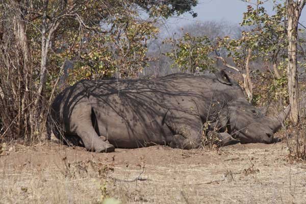 Last of the rhinos
